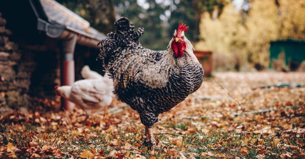 découvrez des recettes délicieuses et variées à base de poulet, des conseils culinaires et des astuces pour préparer ce plat savoureux qui ravira toutes les papilles.
