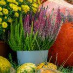 découvrez la butternut, une courge savoureuse et polyvalente, parfaite pour des recettes réconfortantes et nutritives. apprenez à la préparer et à l'intégrer dans vos plats pour profiter de ses bienfaits santé tout en régalant vos papilles.