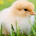 découvrez des recettes savoureuses et variées à base de poulet, idéales pour tous les repas. que vous soyez amateur de cuisine traditionnelle ou à la recherche d'options plus innovantes, notre sélection vous permettra de sublimer ce fameux volaille avec des conseils et astuces pour régaler vos convives.