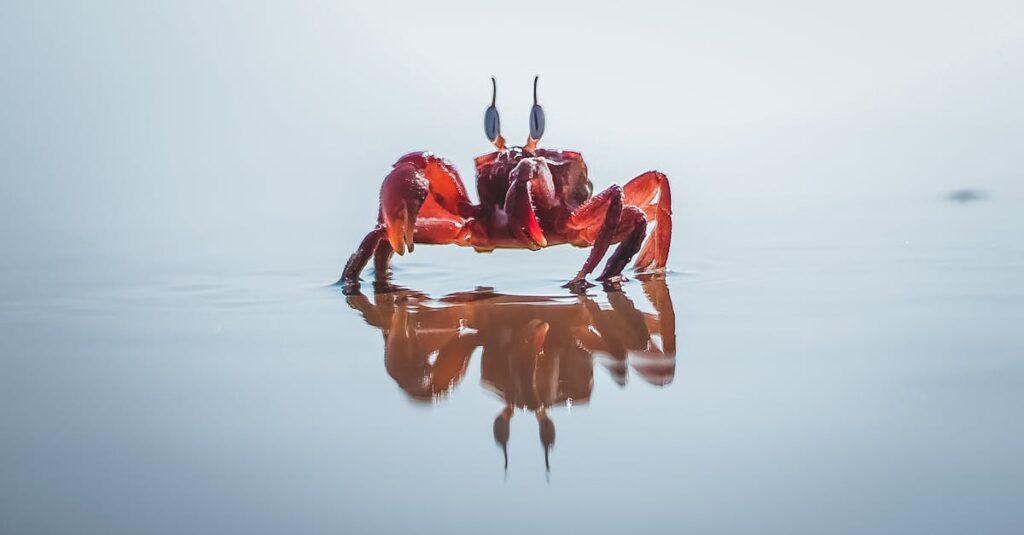 découvrez le monde fascinant des crabes, de leurs habitats variés à leurs comportements uniques. plongée dans l'univers de ces crustacés fascinants, leur écologie et leur importance dans l'écosystème marin.