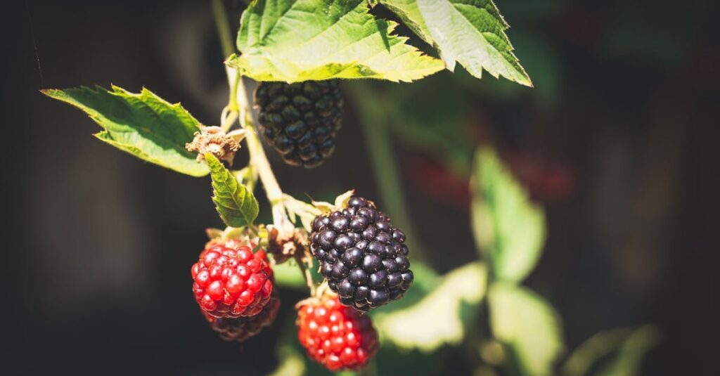 savourez notre délicieuse tarte aux fruits d'été, un dessert rafraîchissant alliant la douceur des fruits de saison sur une croûte croustillante. parfait pour les chaudes journées d'été, cette tarte est un véritable régal pour les papilles!