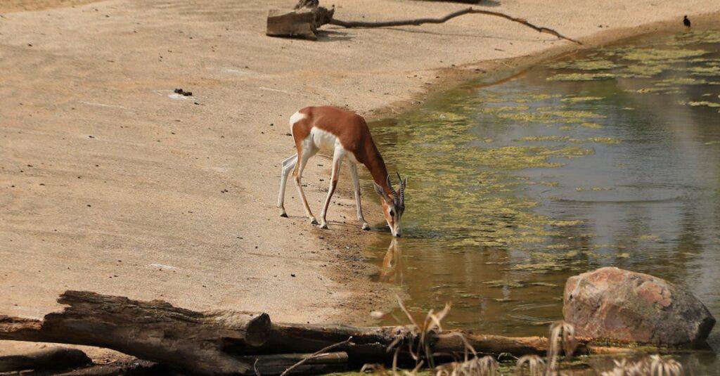 découvrez l'univers fascinant des cornes de gazelle, un symbole de beauté et de force dans la nature. explorez leur rôle dans l'écosystème, leur utilisation dans l'artisanat, et les espèces de gazelles qui arborent ces magnifiques appendices. plongez dans l'histoire et la culture qui entourent ces créatures majestueuses.