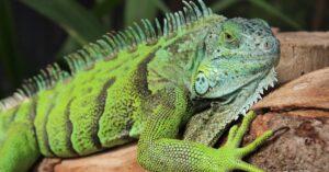 découvrez l'univers fascinant d'exotic log, où la nature rencontre l'innovation. plongez dans un monde de bois exotiques et de créations uniques, alliant esthétique et durabilité pour embellir votre espace de vie.