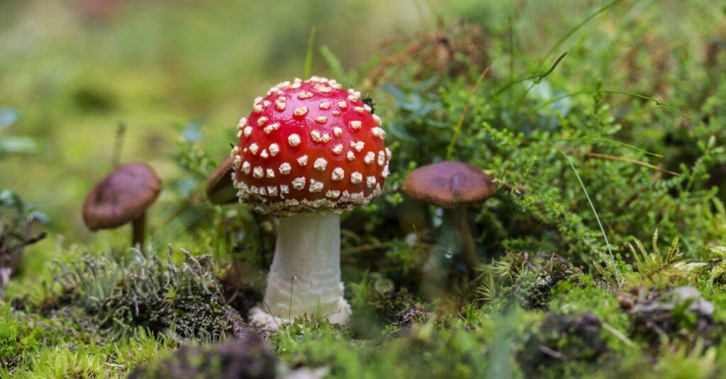 découvrez l'univers fascinant des champignons : variétés, bienfaits pour la santé, recettes savoureuses et conseils de culture. plongez dans le monde mycologique et apprenez à apprécier ce trésor de la nature.