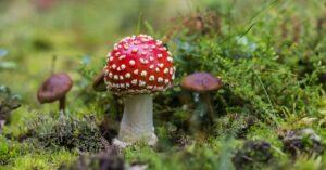 découvrez l'univers fascinant des champignons : variétés, bienfaits pour la santé, recettes savoureuses et conseils de culture. plongez dans le monde mycologique et apprenez à apprécier ce trésor de la nature.