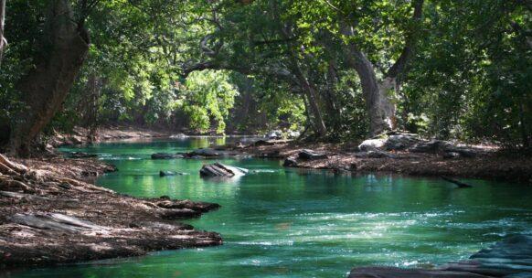 découvrez l'univers envoûtant des tropiques avec des paysages exotiques, une biodiversité riche, des plages paradisiaques et une culture vibrante. plongez dans un monde de couleurs et de sensations qui évoquent les vacances au soleil.