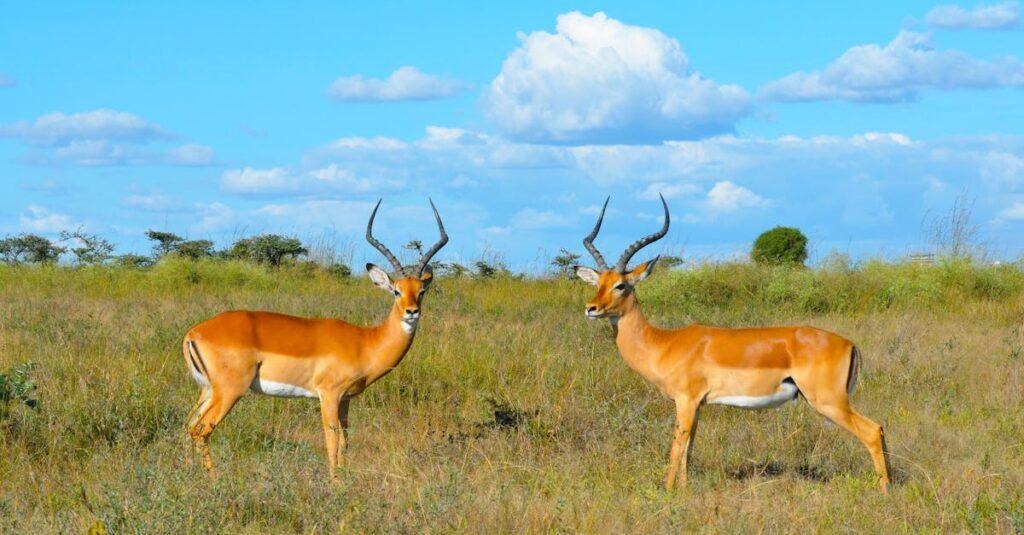 découvrez les fascinantes cornes de gazelle, emblèmes de la grâce et de la puissance dans le règne animal. apprenez-en plus sur leur rôle écologique et leur importance culturelle à travers le monde.