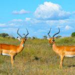 découvrez les fascinantes cornes de gazelle, emblèmes de la grâce et de la puissance dans le règne animal. apprenez-en plus sur leur rôle écologique et leur importance culturelle à travers le monde.