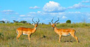 découvrez les fascinantes cornes de gazelle, emblèmes de la grâce et de la puissance dans le règne animal. apprenez-en plus sur leur rôle écologique et leur importance culturelle à travers le monde.