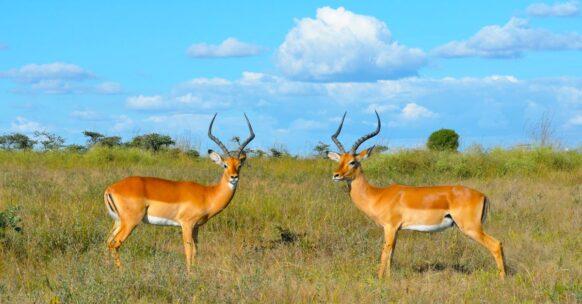 découvrez les fascinantes cornes de gazelle, emblèmes de la grâce et de la puissance dans le règne animal. apprenez-en plus sur leur rôle écologique et leur importance culturelle à travers le monde.