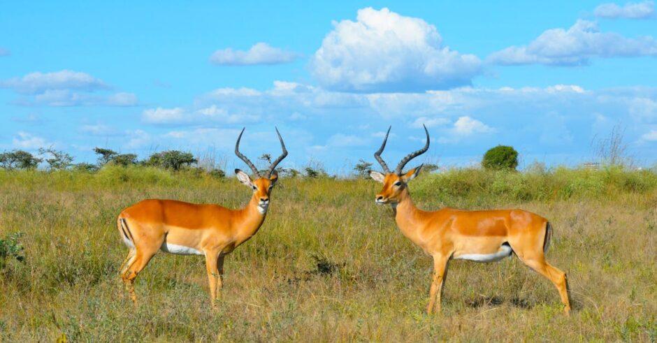 découvrez les fascinantes cornes de gazelle, emblèmes de la grâce et de la puissance dans le règne animal. apprenez-en plus sur leur rôle écologique et leur importance culturelle à travers le monde.