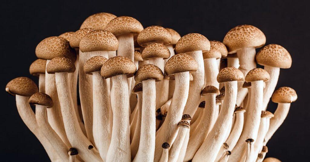 découvrez l'univers fascinant des champignons : variétés comestibles, bienfaits pour la santé, recettes savoureuses et astuces de culture. plongez dans le monde des champignons et apprenez à les apprécier sous toutes leurs formes.