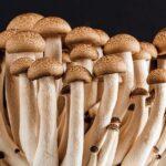 découvrez l'univers fascinant des champignons : variétés comestibles, bienfaits pour la santé, recettes savoureuses et astuces de culture. plongez dans le monde des champignons et apprenez à les apprécier sous toutes leurs formes.