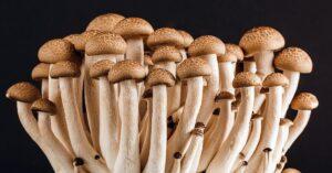 découvrez l'univers fascinant des champignons : variétés comestibles, bienfaits pour la santé, recettes savoureuses et astuces de culture. plongez dans le monde des champignons et apprenez à les apprécier sous toutes leurs formes.