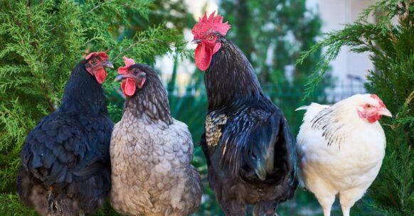 découvrez notre recette de coca chicken, un plat savoureux et original alliant le goût sucré du cola et la tendreté du poulet. parfait pour un dîner convivial, ce mélange de saveurs saura ravir vos convives et apporter une touche d'innovation à votre table.