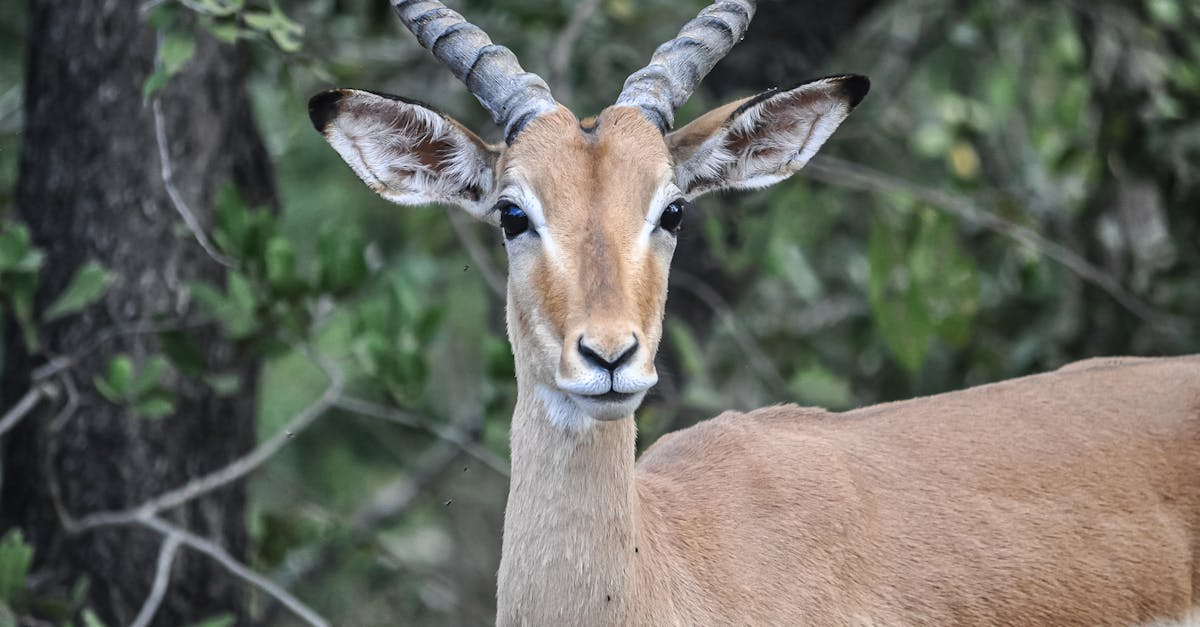 découvrez l'univers fascinant des cornes de gazelle, un symbole de beauté et de grâce dans la nature. apprenez-en plus sur leur rôle, leur évolution et leur importance dans l'écosystème.