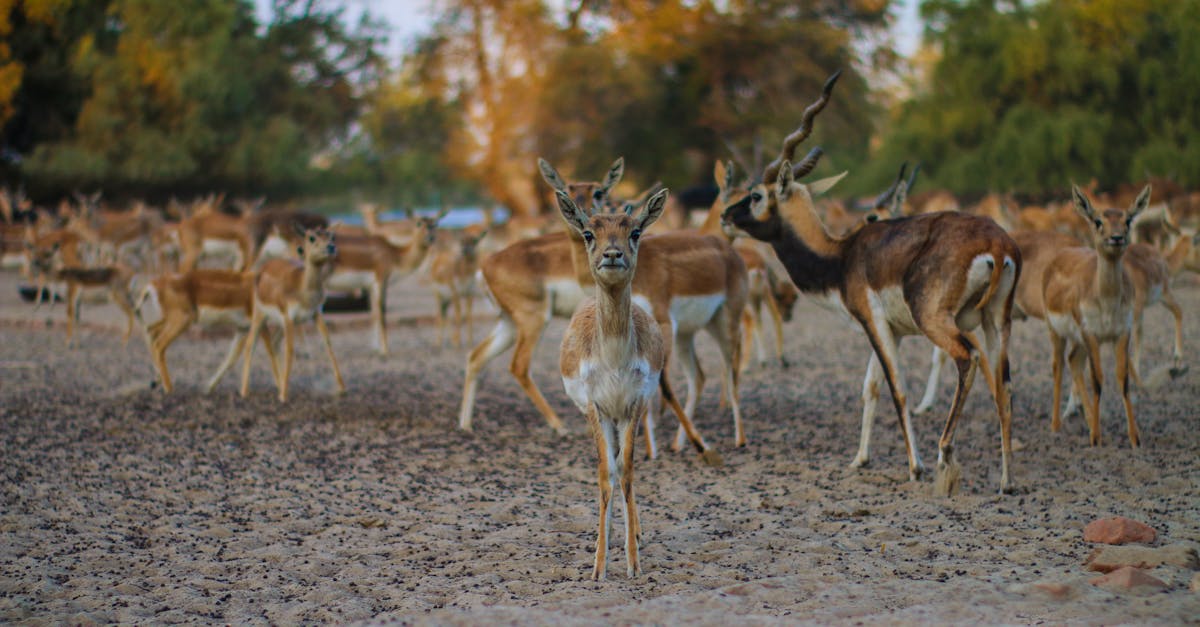 découvrez les fascinants bois de gazelle : leur esthétique unique, leur utilisation dans l'artisanat et leur importance écologique. apprenez-en plus sur ces magnifiques animaux et leurs caractéristiques.