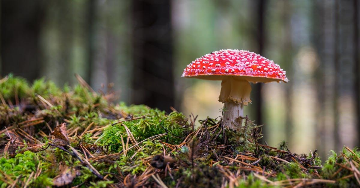 découvrez l'univers fascinant des champignons : variétés comestibles, bienfaits pour la santé, recettes savoureuses et conseils de cueillette. apprenez à savourer ces délices naturels!