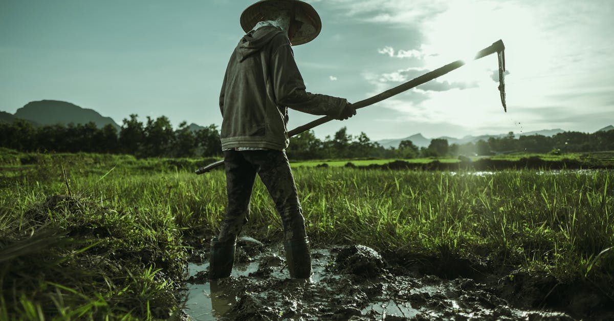 découvrez l'authenticité du riz thaïlandais, un ingrédient essentiel de la cuisine thaïe. apprenez les techniques de cuisson et les recettes traditionnelles pour savourer ce délice aromatique qui accompagne parfaitement vos plats favoris. plongez dans l'univers des saveurs thaïlandaises dès aujourd'hui!