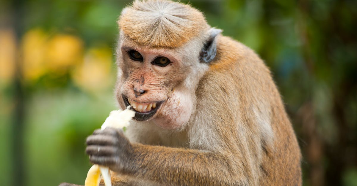 découvrez tout sur la banane : ses bienfaits pour la santé, ses variétés, des recettes savoureuses et des conseils pour bien la choisir. un fruit délicieux et énergisant à intégrer dans votre alimentation !