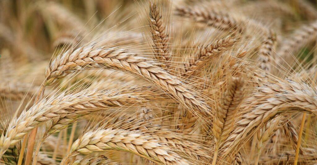découvrez les enjeux et les techniques de la production de céréales, un pilier fondamental de l'agriculture moderne. explorez les pratiques durables, les variétés cultivées, et l'impact de cette production sur l'économie et l'environnement.