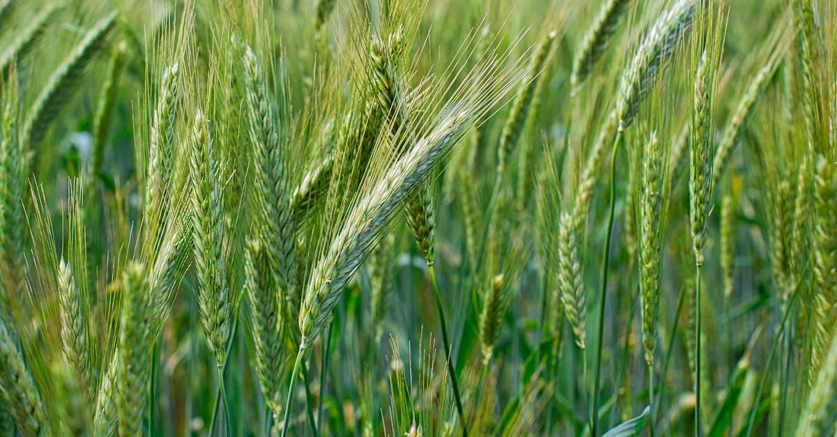 découvrez les enjeux et les tendances de la production céréalière, une composante essentielle de l'agriculture mondiale. explorez les méthodes de culture, les variétés de céréales, ainsi que l'impact sur l'économie et l'environnement.