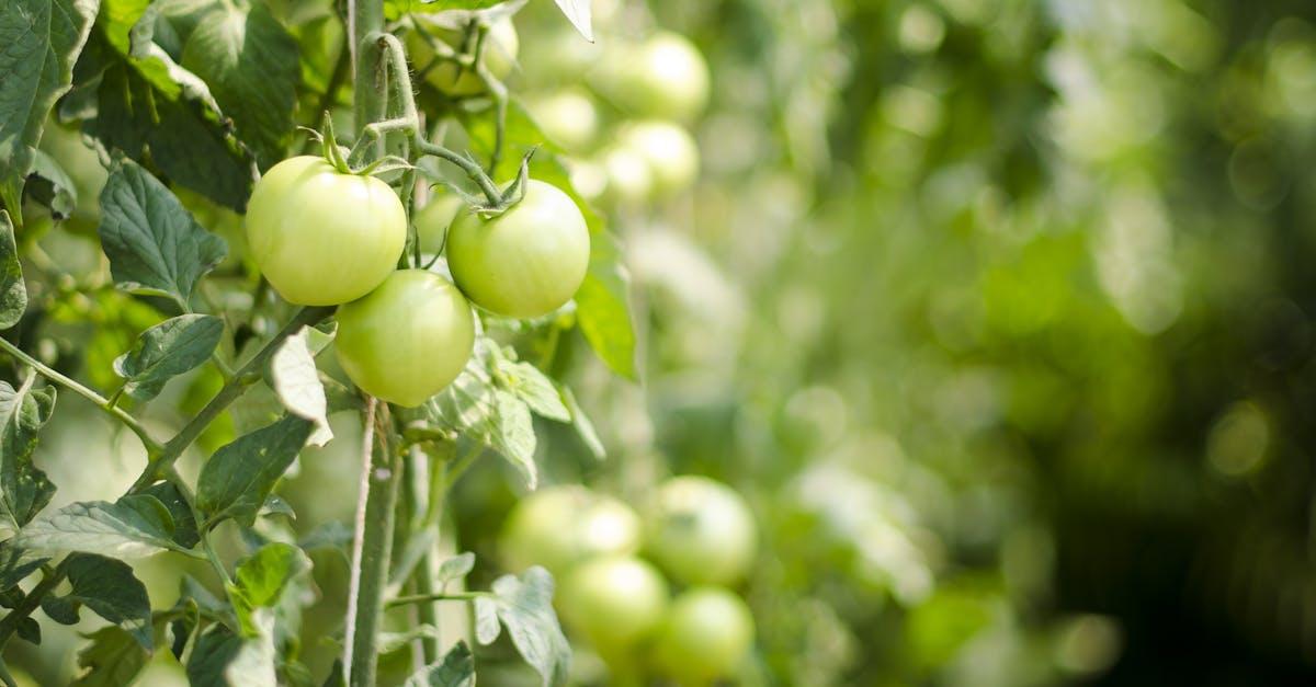découvrez tout sur les tomates vertes : leurs bienfaits pour la santé, des recettes savoureuses à essayer, et des conseils pour les cultiver dans votre jardin. apprenez à les utiliser en cuisine pour apporter une touche originale à vos plats !