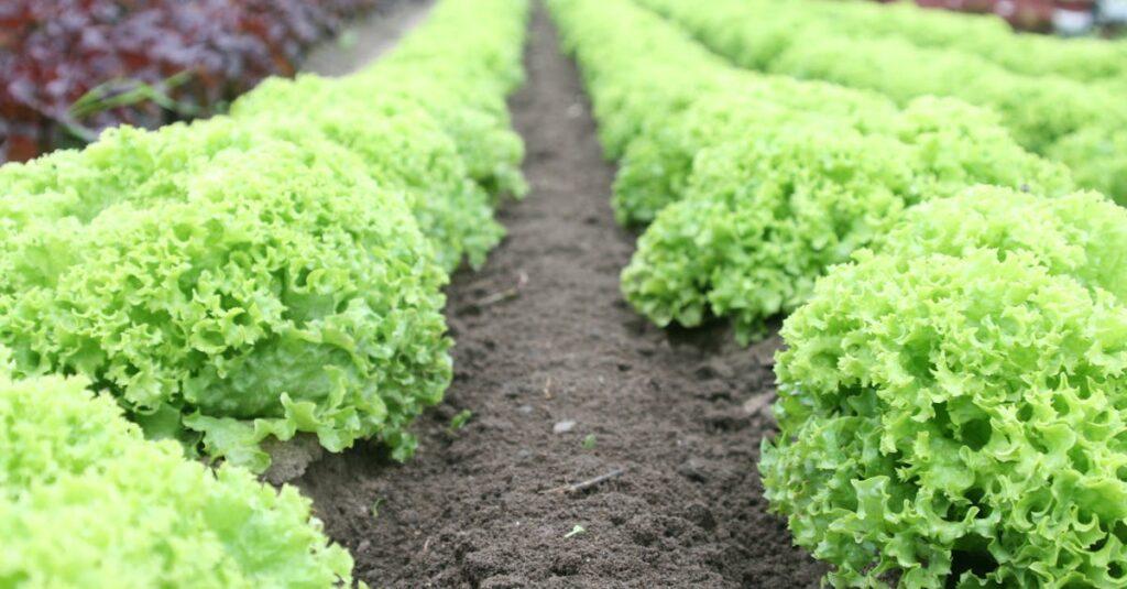 découvrez tout ce que vous devez savoir sur la laitue, ses variétés, ses bienfaits pour la santé, et des conseils pour la cultiver dans votre jardin ou la savourer dans vos salades. plongez dans l'univers de ce légume cru incontournable et apprenez à l'intégrer dans votre alimentation quotidienne.