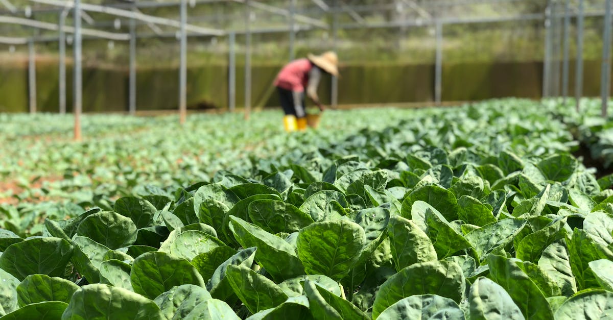 découvrez tout sur la laitue : variétés, bienfaits pour la santé, conseils de culture et recettes savoureuses pour intégrer cette verdure croquante dans vos repas.