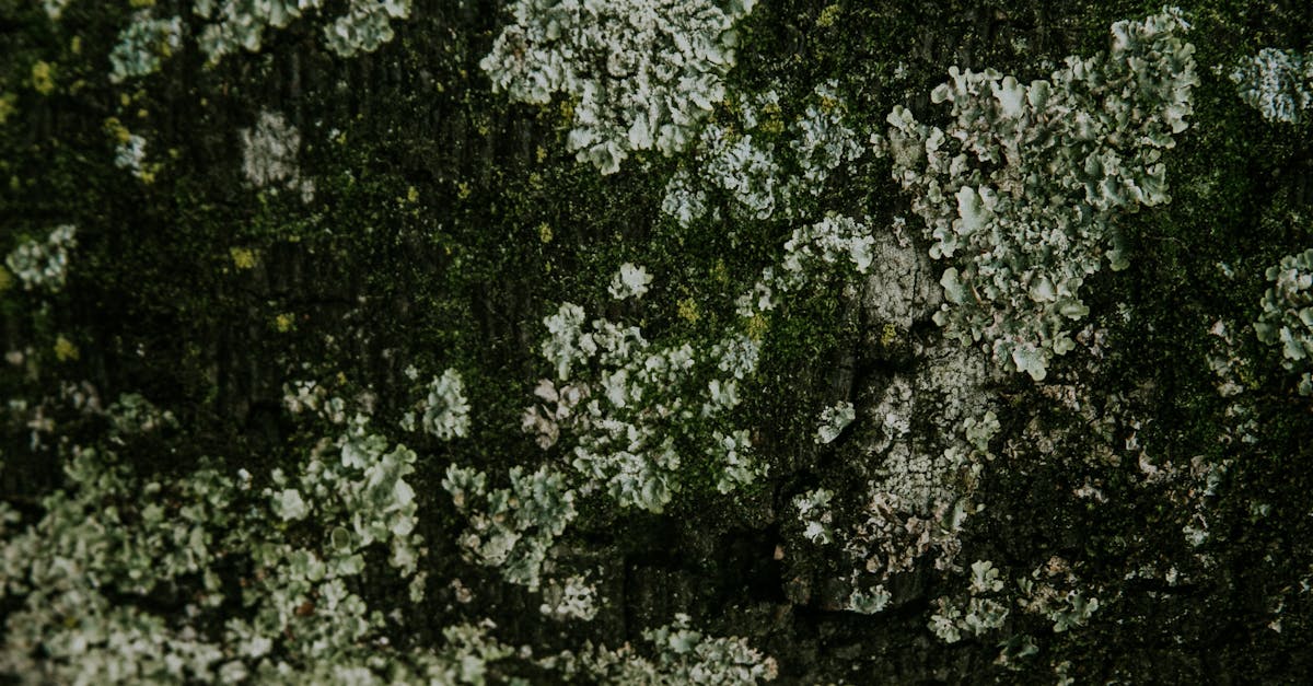 découvrez tout ce que vous devez savoir sur l'oxalate, un composé naturel présent dans de nombreux aliments. apprenez comment il influence votre santé, son rôle dans certains troubles comme les calculs rénaux, et les meilleures pratiques pour une alimentation équilibrée tout en prenant en compte sa présence.
