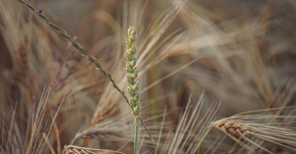 découvrez les avantages du pain de seigle pour votre santé : riche en fibres, faible en gluten, et bénéfique pour la digestion et le cœur. apprenez comment intégrer ce pain nutritif dans votre alimentation quotidienne.