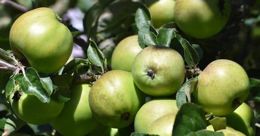 découvrez les bienfaits de la vitamine c pour votre santé : antioxydant puissant, renforcement du système immunitaire et éclat de la peau. intégrez cette vitamine essentielle dans votre régime pour un bien-être optimal.