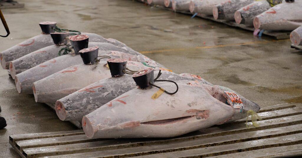 découvrez tout sur le thon rouge (bluefin tuna) : ses caractéristiques, sa valeur écologique, son importance dans la gastronomie et les enjeux liés à sa pêche dans le monde.