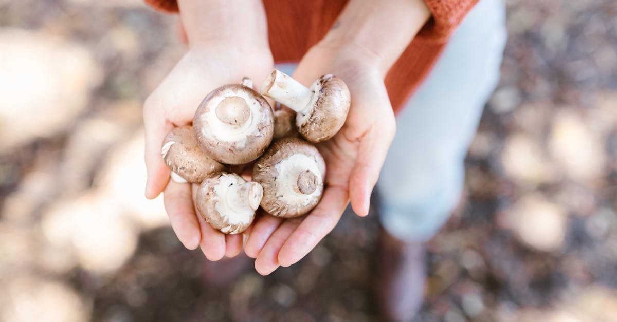 découvrez tout sur le champignon de paris, aussi appelé button mushroom : ses bienfaits, comment le cuisiner et l'incorporer facilement à vos plats pour une alimentation saine et savoureuse.