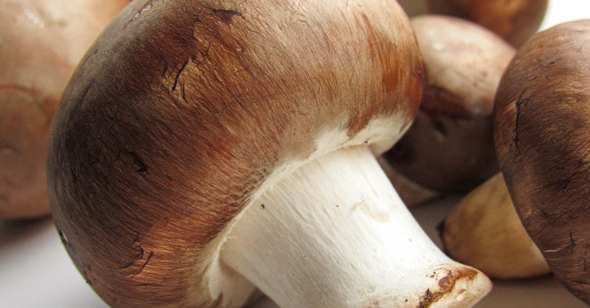 découvrez tout sur le champignon de paris, aussi appelé button mushroom : ses bienfaits, ses utilisations culinaires et comment le cuisiner facilement pour des plats savoureux et équilibrés.