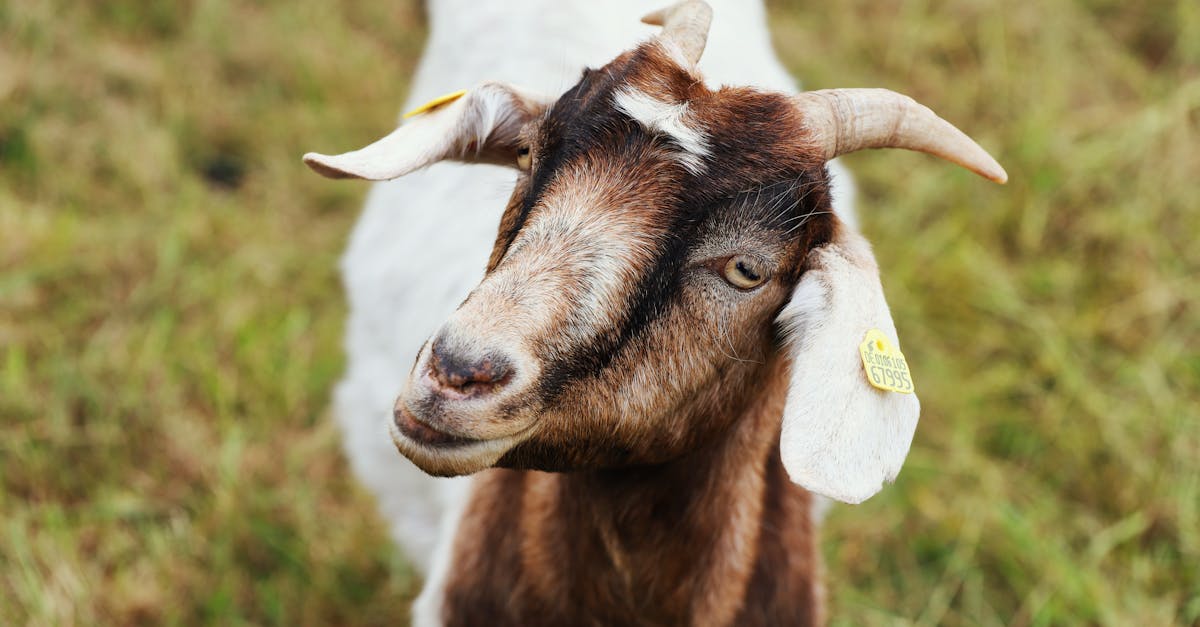 découvrez tous les bienfaits du lait de chèvre : riche en nutriments, facile à digérer et idéal pour toute la famille. apprenez pourquoi le lait de chèvre est une alternative saine et naturelle au lait de vache.