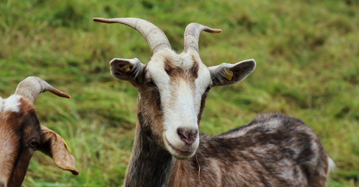 découvrez les bienfaits du lait de chèvre : une alternative saine et naturelle au lait de vache, riche en nutriments essentiels pour votre bien-être quotidien.