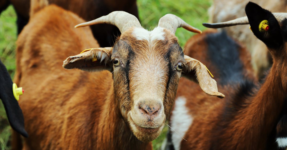 découvrez les bienfaits du lait de chèvre : une alternative naturelle et digeste au lait de vache, riche en nutriments essentiels pour toute la famille. idéal pour les recettes, la beauté et la santé !