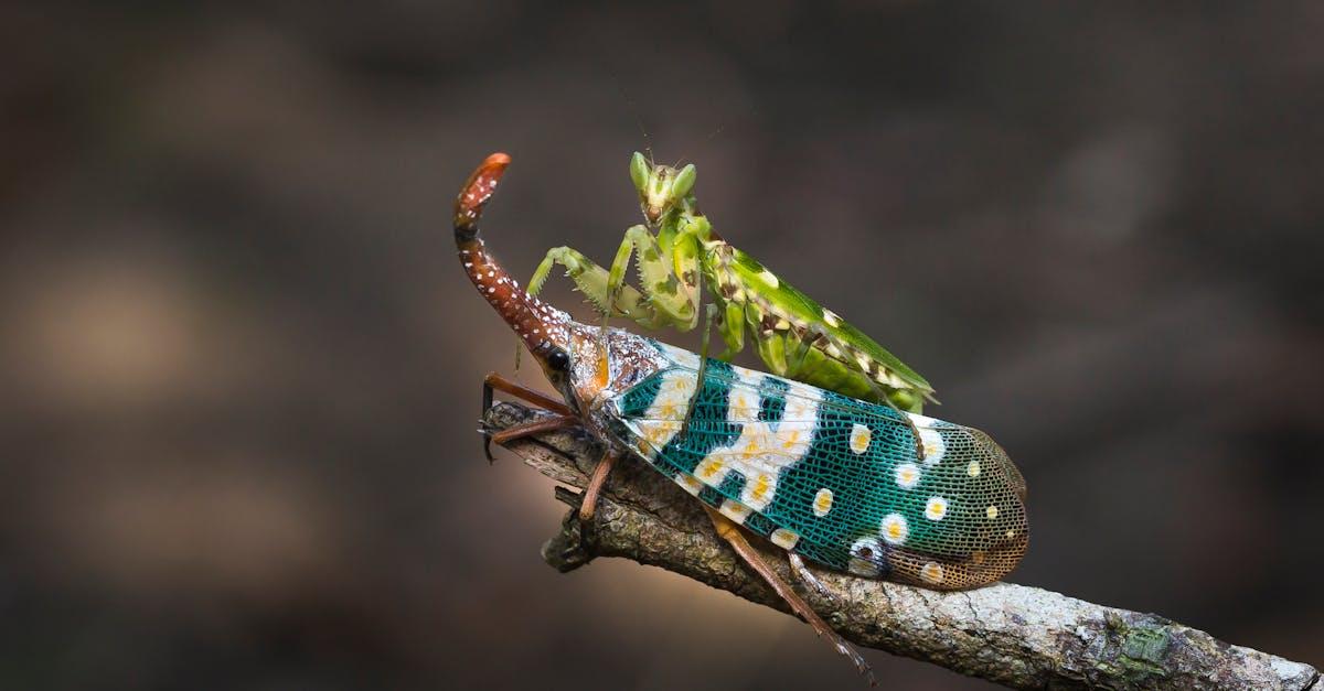 découvrez l'univers fascinant des insectes : leur diversité, leur rôle essentiel dans l'écosystème et leurs caractéristiques uniques. explorez le monde des petites créatures qui nous entourent !