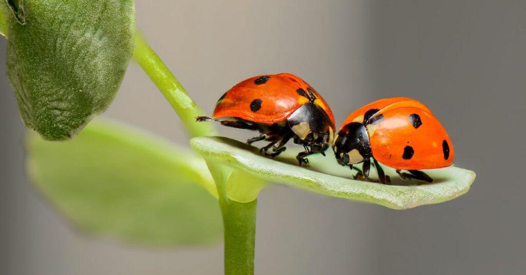 découvrez l'univers fascinant des insectes : leur diversité, leur rôle essentiel dans les écosystèmes et des informations surprenantes sur ces petites créatures indispensables à la nature.
