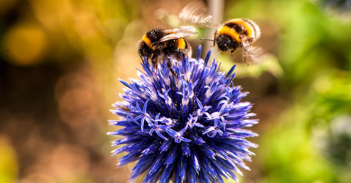 découvrez l'univers fascinant des insectes : leur diversité, leur rôle crucial dans la nature, et des faits surprenants sur ces petites créatures méconnues.