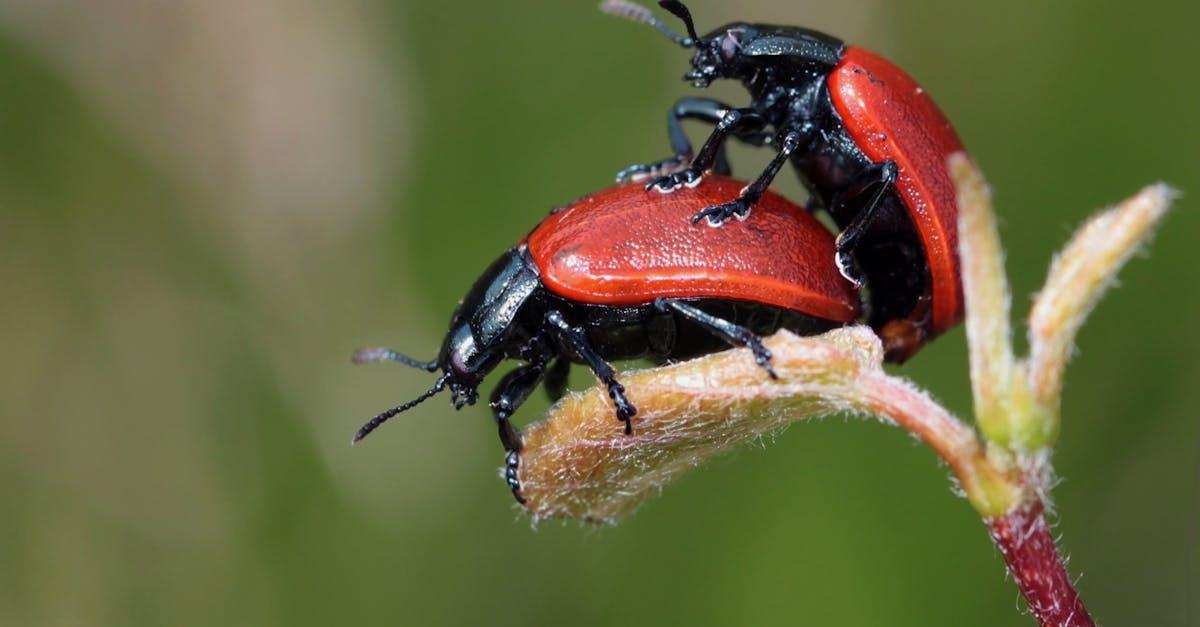 découvrez le monde fascinant des insectes : leur diversité, rôles essentiels dans la nature, et conseils pour les observer et les protéger. explorez toutes les curiosités de ces petites créatures indispensables à l’équilibre écologique.