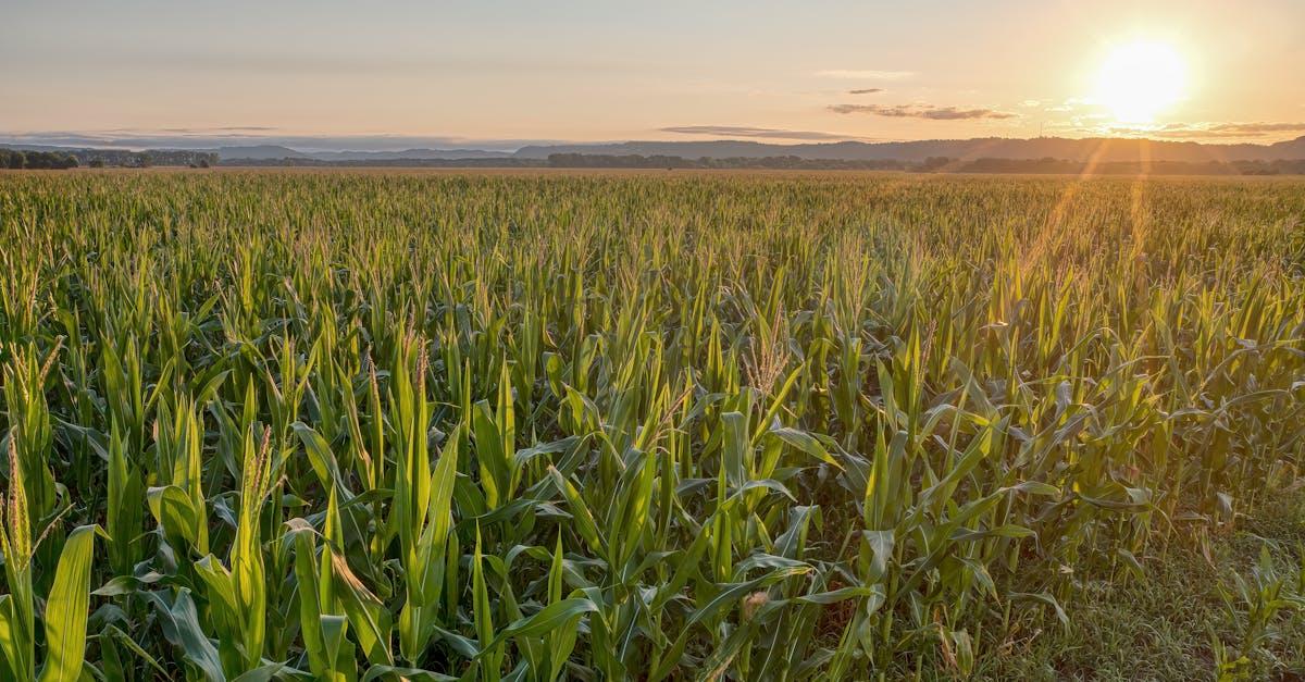 découvrez kellogg's corn flakes, les céréales croustillantes à base de maïs pour un petit-déjeuner sain et équilibré. profitez d’un goût authentique et d’une énergie naturelle chaque matin.
