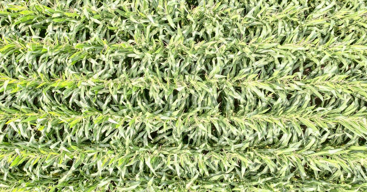 découvrez les céréales kellogg's corn flakes, de délicieuses pétales de maïs croustillantes, idéales pour un petit-déjeuner équilibré et plein d'énergie. profitez d'un goût authentique chaque matin !