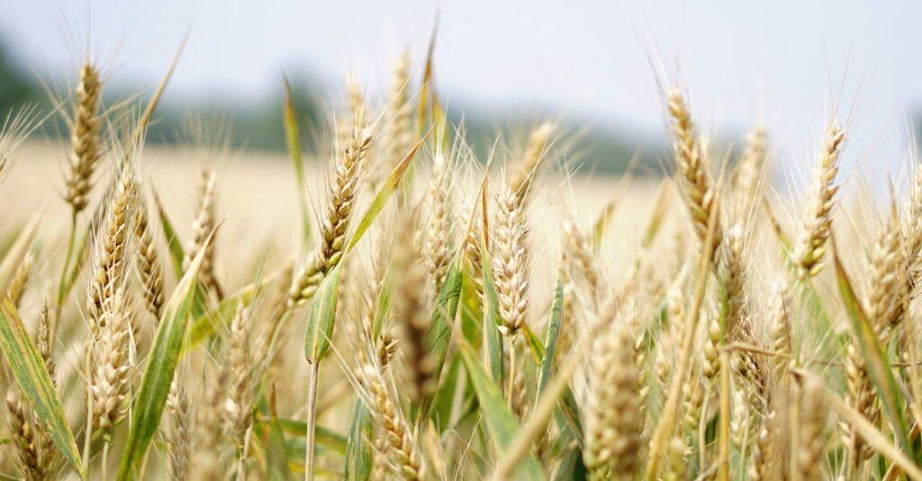 découvrez les bienfaits de l’avoine pour la santé : riche en fibres, vitamines et antioxydants, l’avoine favorise la digestion, aide à réguler le cholestérol et soutient l’énergie au quotidien.