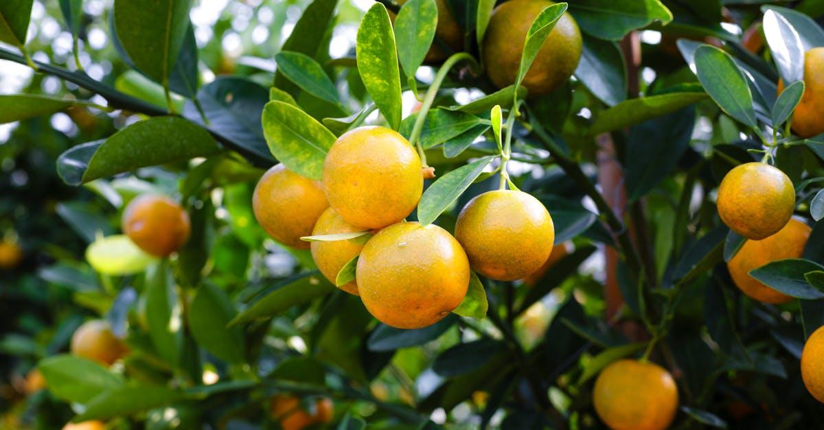 découvrez les bienfaits de la vitamine b12, son rôle essentiel pour l’énergie, le système nerveux et la santé globale, ainsi que les sources alimentaires et conseils pour éviter les carences.