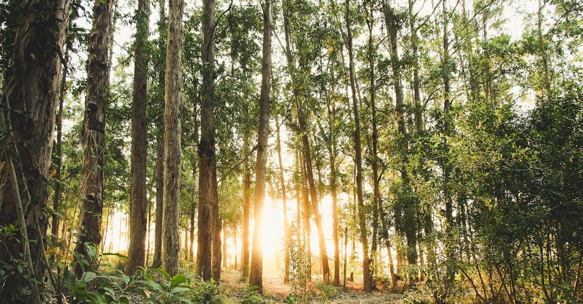 découvrez les bienfaits de la vitamine d, son rôle essentiel pour la santé, ses sources naturelles et comment favoriser un apport optimal au quotidien.
