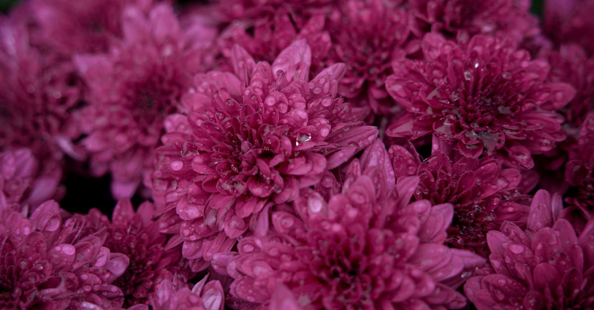 découvrez les plantes antivirales naturelles aux propriétés reconnues pour renforcer votre système immunitaire et lutter contre les infections virales.