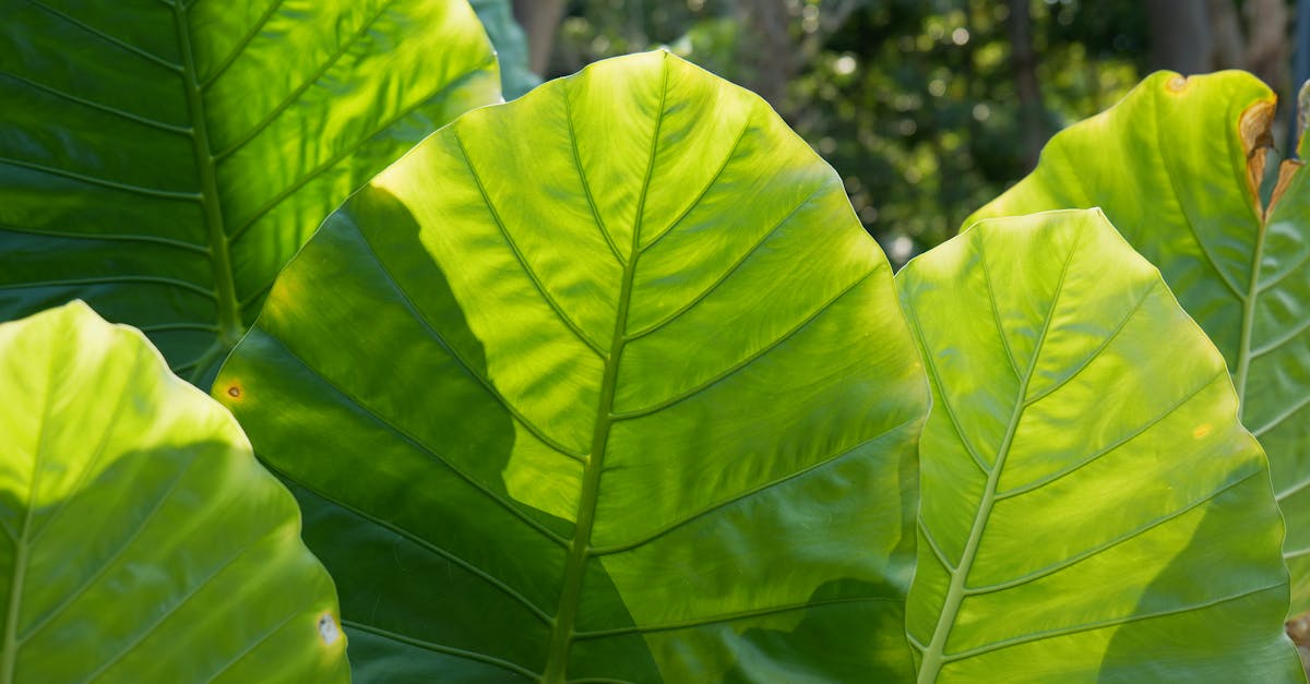 découvrez les plantes antivirales naturelles efficaces pour renforcer votre système immunitaire et combattre les infections virales de manière naturelle.