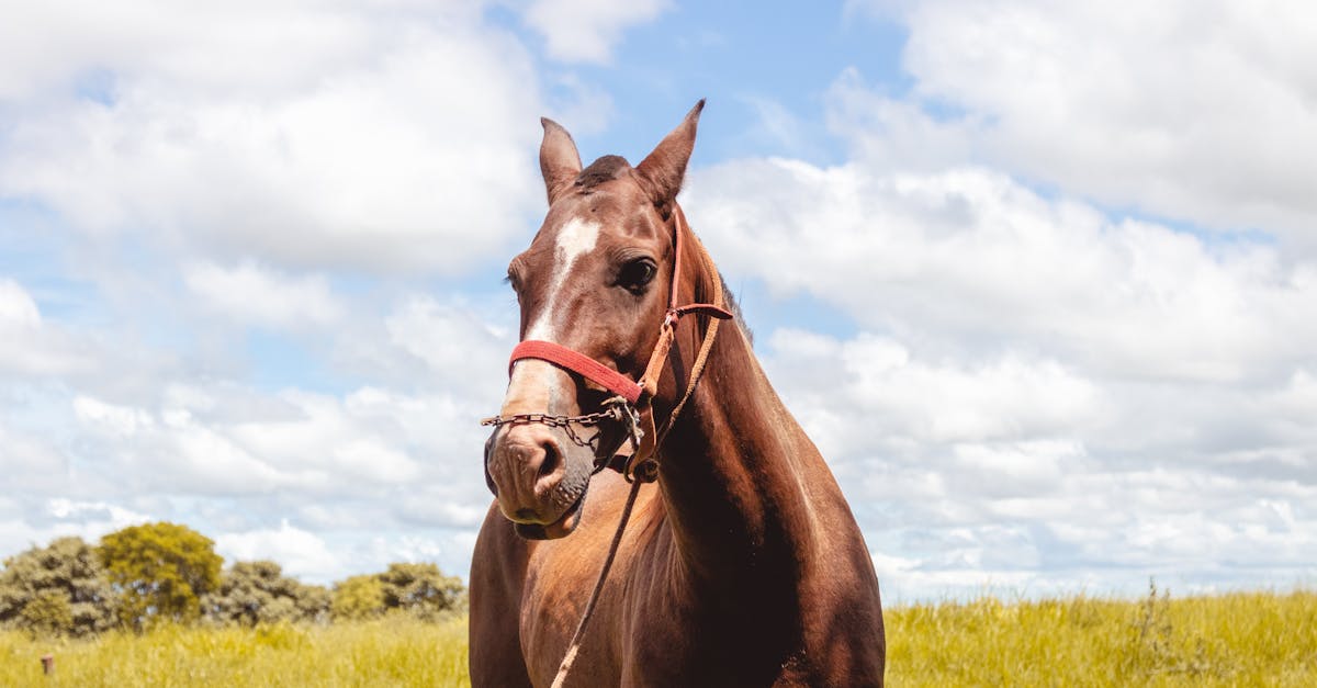 découvrez tout sur la châtaigne : ses bienfaits, utilisations culinaires et conseils pour bien la choisir et la préparer.
